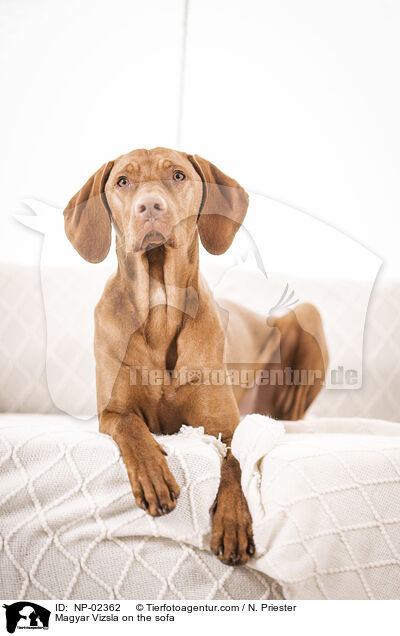 Magyar Vizsla on the sofa / NP-02362
