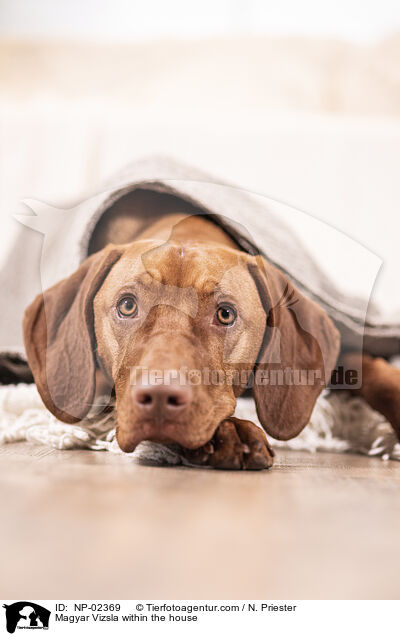 Magyar Vizsla in der Wohnung / Magyar Vizsla within the house / NP-02369