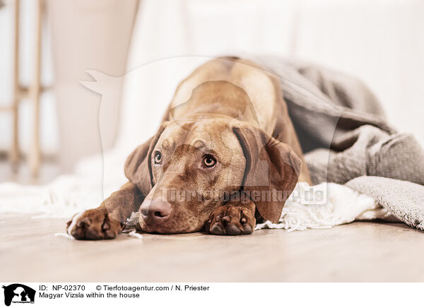 Magyar Vizsla in der Wohnung / Magyar Vizsla within the house / NP-02370