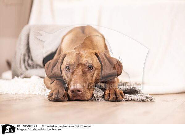 Magyar Vizsla in der Wohnung / Magyar Vizsla within the house / NP-02371