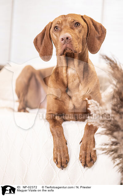 Magyar Vizsla on the sofa / NP-02372
