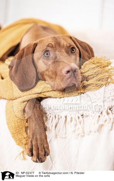 Magyar Vizsla on the sofa / NP-02377