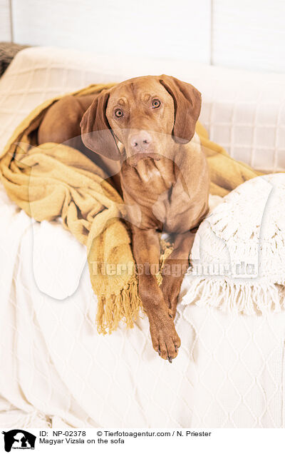 Magyar Vizsla on the sofa / NP-02378
