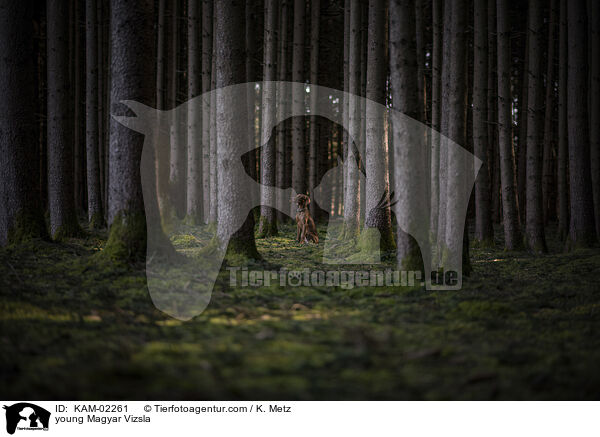 young Magyar Vizsla / KAM-02261