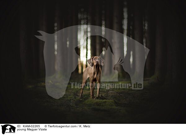 young Magyar Vizsla / KAM-02265