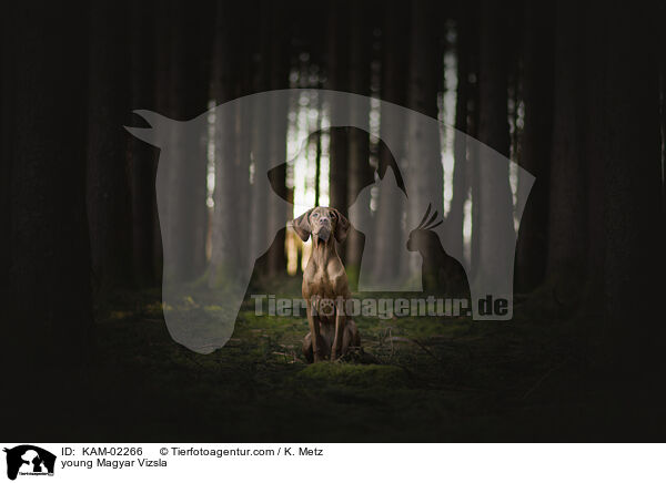 young Magyar Vizsla / KAM-02266