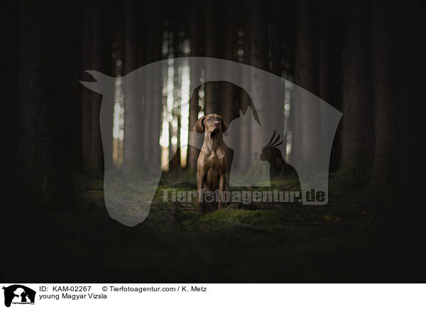 young Magyar Vizsla / KAM-02267
