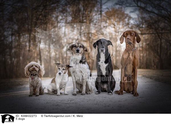 5 dogs / KAM-02273