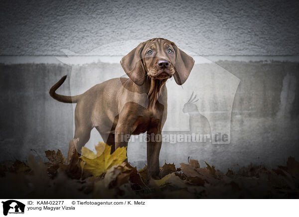 young Magyar Vizsla / KAM-02277
