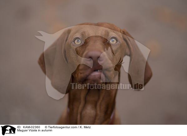 Magyar Vizsla in autumn / KAM-02360