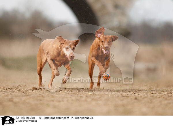 2 Magyar Vizsla / KB-06988