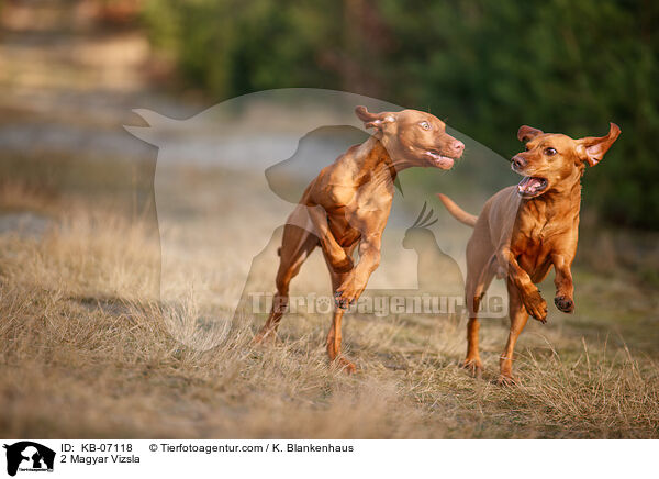 2 Magyar Vizsla / KB-07118