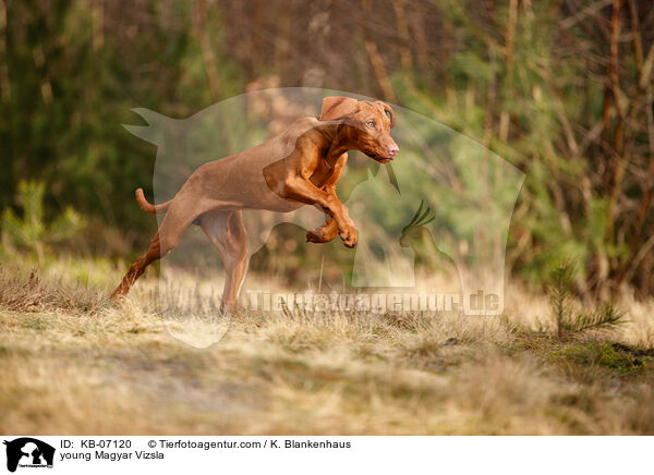 young Magyar Vizsla / KB-07120