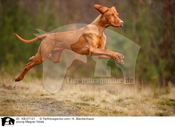 young Magyar Vizsla / KB-07121