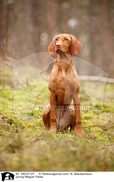 young Magyar Vizsla / KB-07127