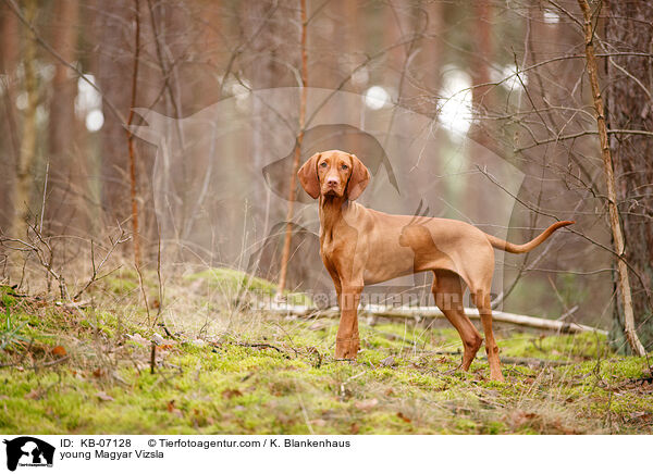 young Magyar Vizsla / KB-07128