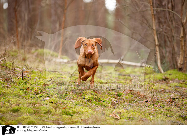 young Magyar Vizsla / KB-07129