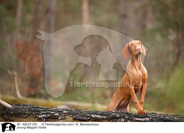 young Magyar Vizsla / KB-07130