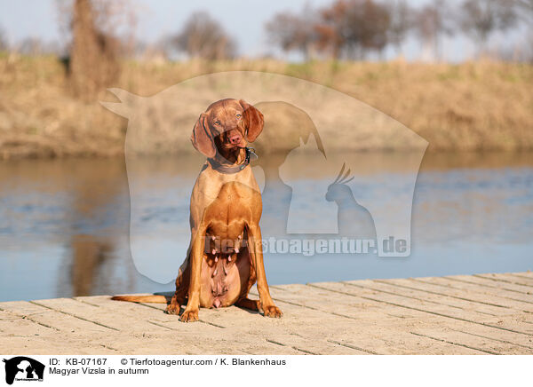 Magyar Vizsla in autumn / KB-07167