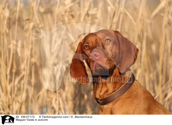 Magyar Vizsla in autumn / KB-07172