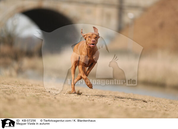 Magyar Vizsla in autumn / KB-07256