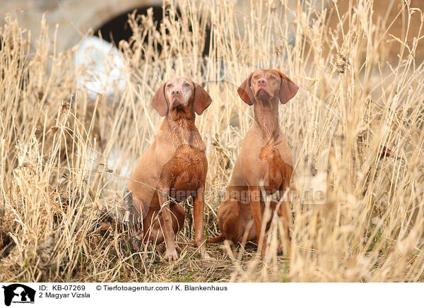2 Magyar Vizsla / KB-07269