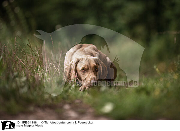 male Magyar Vizsla / IFE-01188