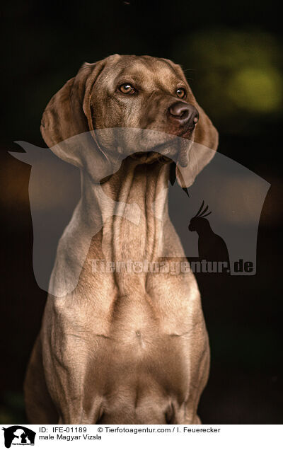 male Magyar Vizsla / IFE-01189