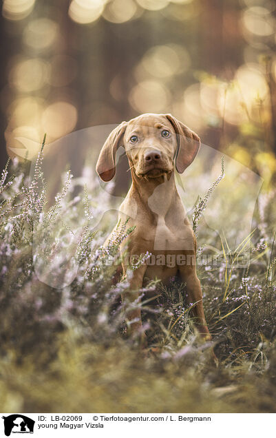 young Magyar Vizsla / LB-02069
