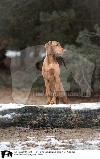 shorthaired Magyar Vizsla / SAD-01190