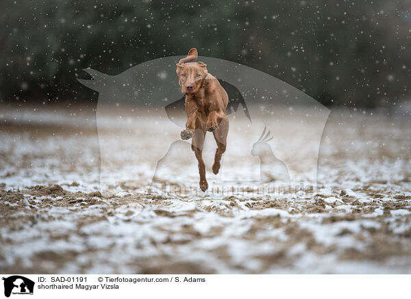 shorthaired Magyar Vizsla / SAD-01191
