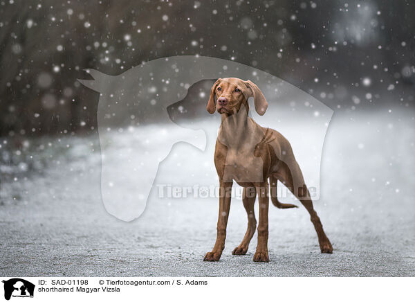 shorthaired Magyar Vizsla / SAD-01198