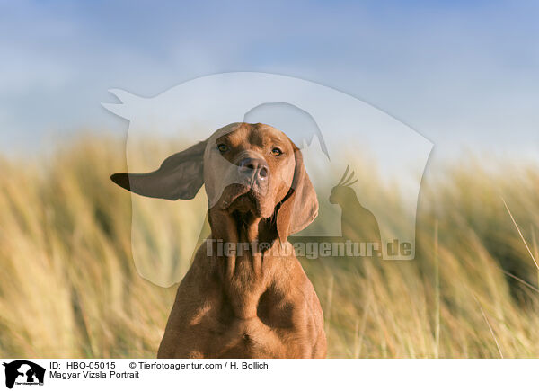 Magyar Vizsla Portrait / Magyar Vizsla Portrait / HBO-05015