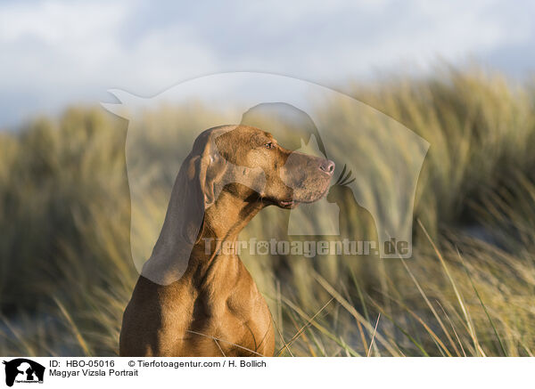 Magyar Vizsla Portrait / Magyar Vizsla Portrait / HBO-05016