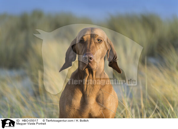 Magyar Vizsla Portrait / Magyar Vizsla Portrait / HBO-05017