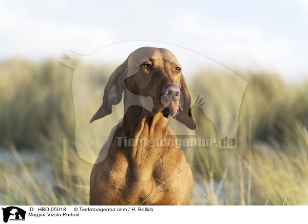 Magyar Vizsla Portrait / Magyar Vizsla Portrait / HBO-05018