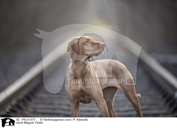 adult Magyar Vizsla / PK-01377