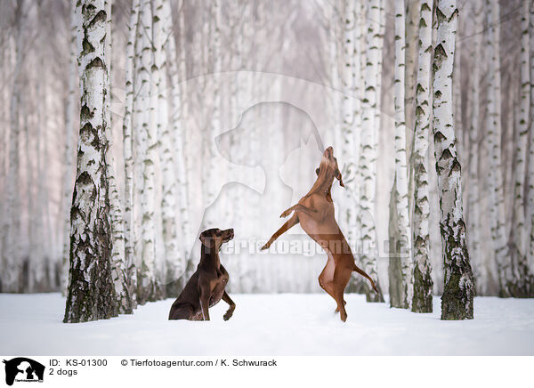 2 dogs / KS-01300