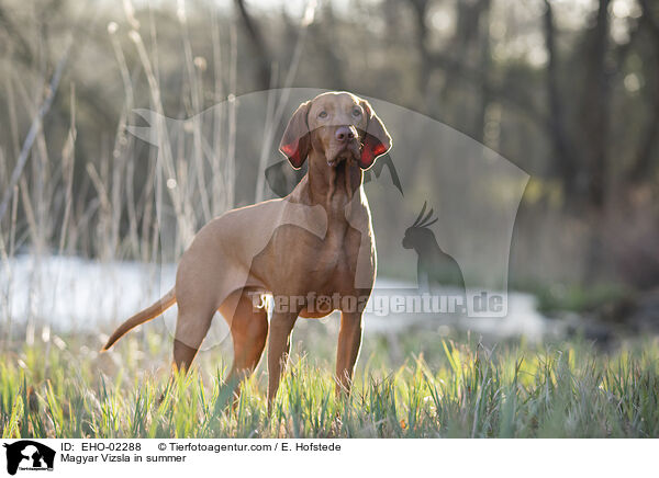 Magyar Vizsla in summer / EHO-02288