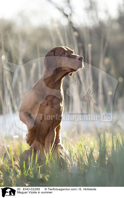 Magyar Vizsla in summer / EHO-02289