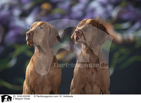 2 Magyar Vizsla / EHO-02290