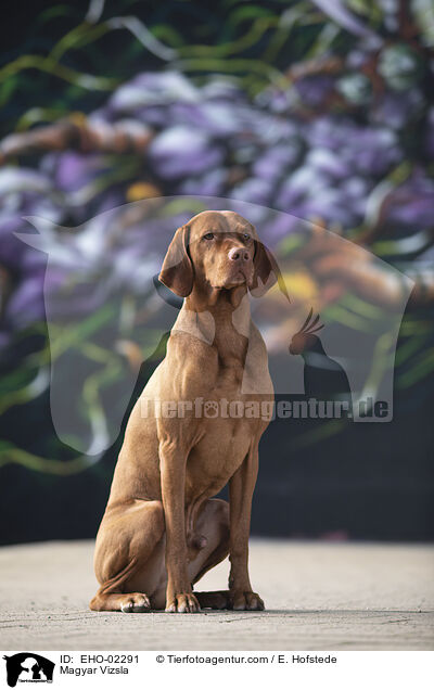 Magyar Vizsla / EHO-02291