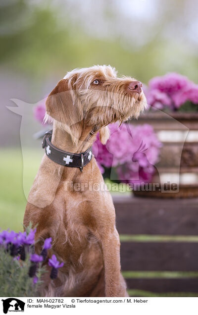 female Magyar Vizsla / MAH-02782