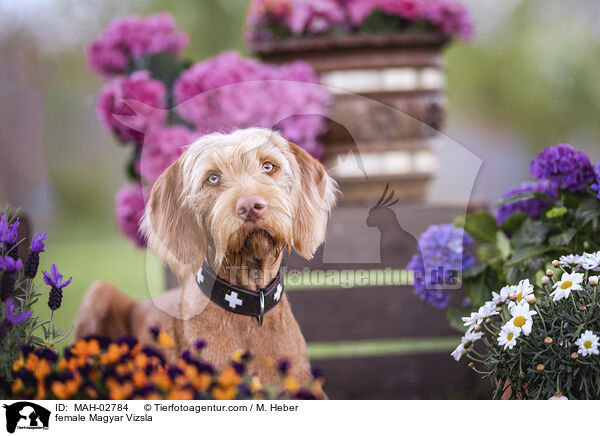 female Magyar Vizsla / MAH-02784