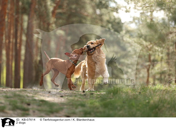 2 dogs / KB-07614