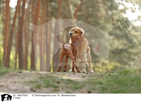 2 dogs / KB-07621