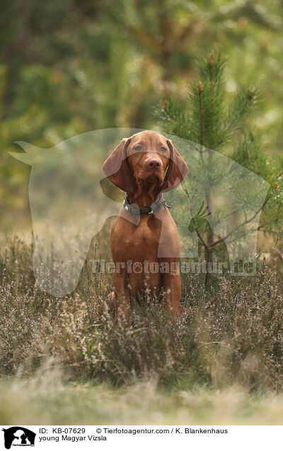 junger Magyar Vizsla / young Magyar Vizsla / KB-07629