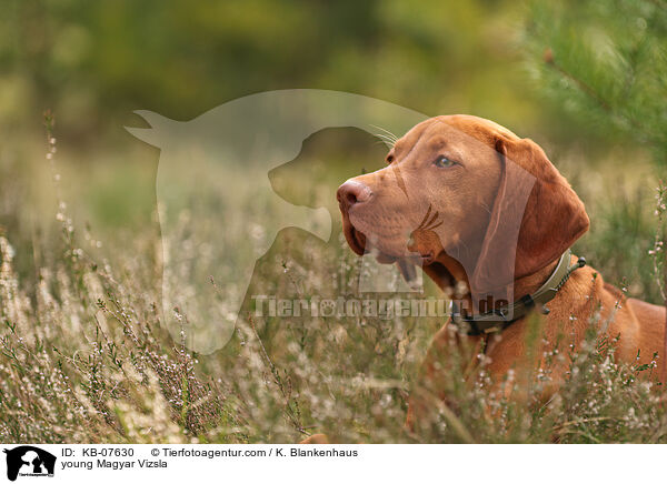 junger Magyar Vizsla / young Magyar Vizsla / KB-07630