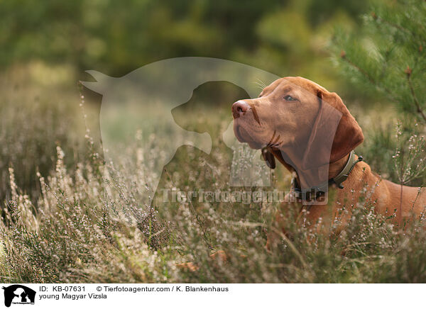 junger Magyar Vizsla / young Magyar Vizsla / KB-07631