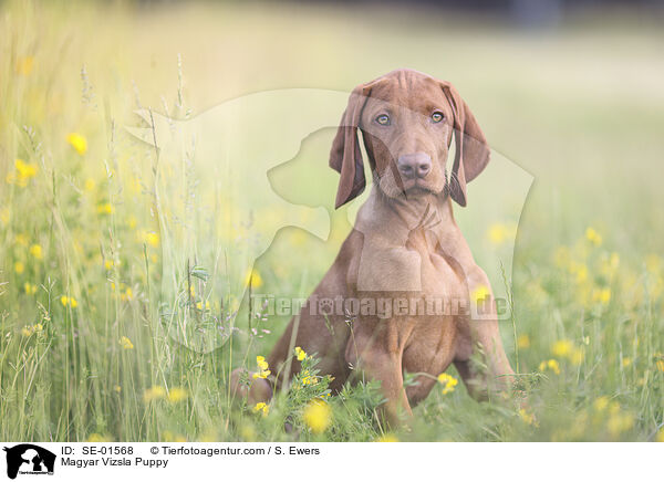 Magyar Vizsla Puppy / SE-01568
